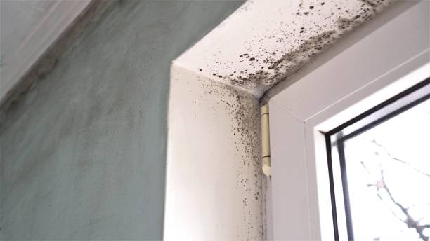 Best Attic Mold Remediation in River Park, FL
