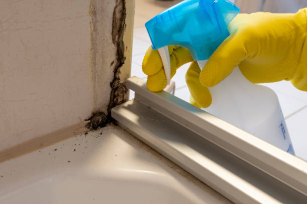 Best Industrial Mold Remediation in River Park, FL