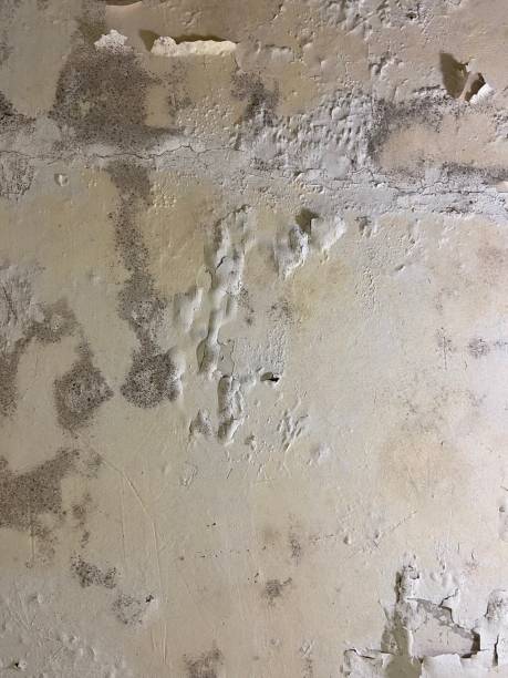 Best White Mold Remediation in River Park, FL